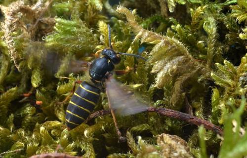 Dolichovespula media